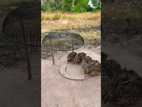 create amazing unique underground quail trap using paper box #shorts