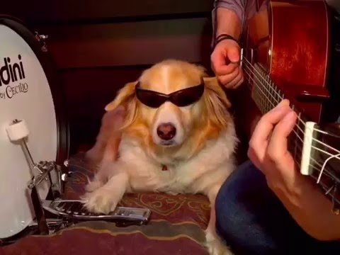 Dog Plays Instruments - Best of Trench and Maple Vines pt.2