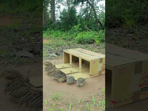 Survival Bird Trap : Create Quail Trap With Cardboard Box #youtubeshorts #survival #animaltrap