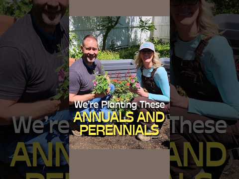 New Annuals and Perennials Plantings #shorts #garden #plants