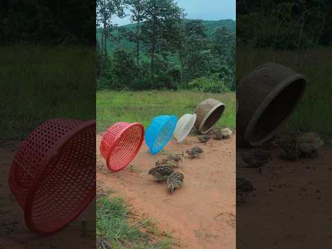 Really Creative Catching a Lot of Quail in a trap #shorts #animaltrap #ytshorts