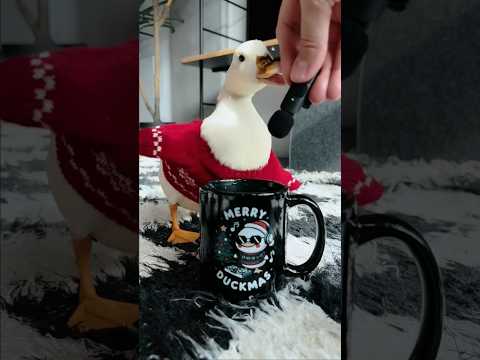 ASMR #shorts #petduck