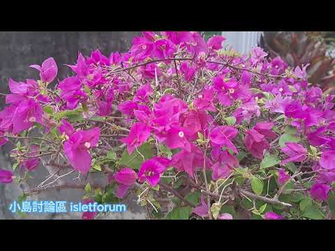 三角梅／簕杜鵑 Bougainvillea mhp3936 aug2024