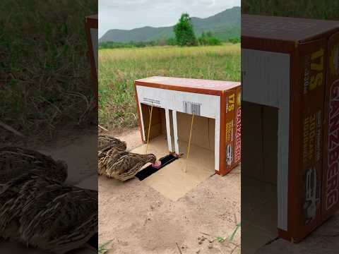 Create Amazing Unique Underground Quail Trap Using Cardboard Box #shorts