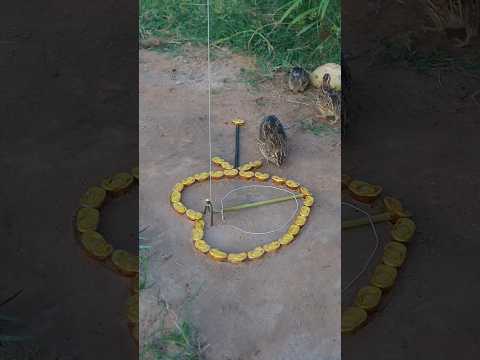 Amazing DIY Unique Quail Trap Technique #shorts #ytshorts #techniqueuniquetrap