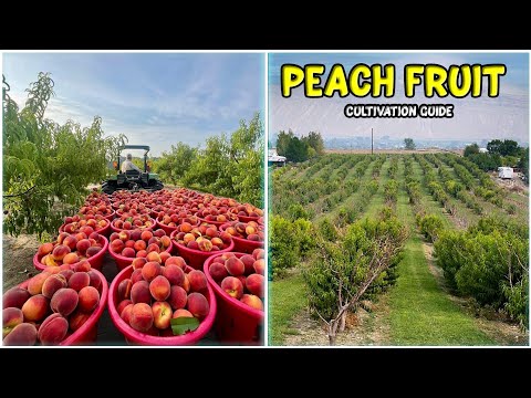 Peach Fruit Farming: Complete Guide