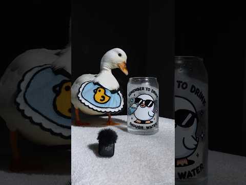 Pet duck eats frozen peas / ASMR #shorts