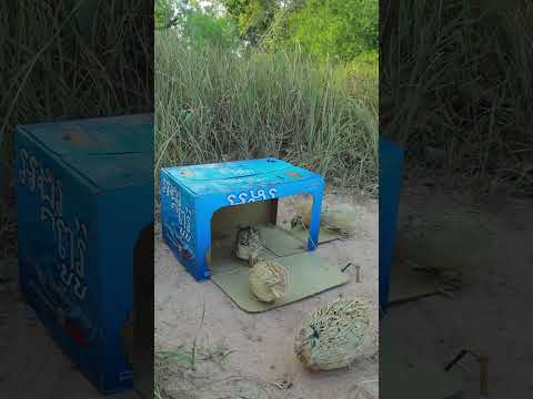 Creative DIY Technique Bird Trap With Cardboard - Quail Trapping #shorts #youtubeshorts #ytshorts