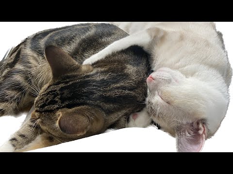 BRUTAL CAT FIGHT! NO SURVIVORS!