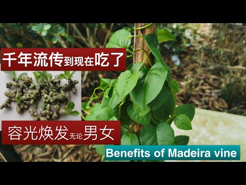 藤三七具有活血补血,补肾壮腰作用。它和田七有什么不一样呢？ Benefits of Madeira vine (Anredera cordifolia)