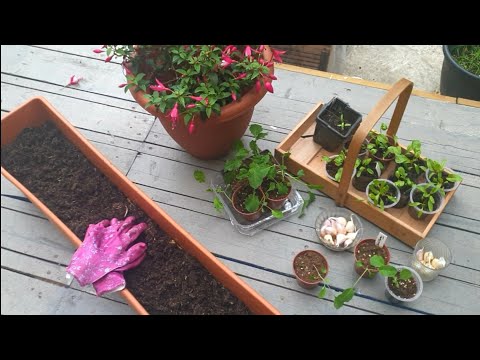 Transplanting Autumn Seedlings - Kale, Chard, Cauliflower, Garlic - London, UK