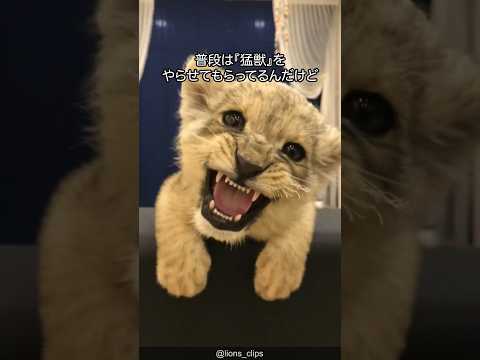 【デカい猫】ライオンの可愛さがわかる1分解説