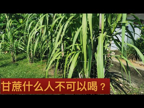 中医理论中吃甘蔗的好處是什么？ Sugarcane Juice。