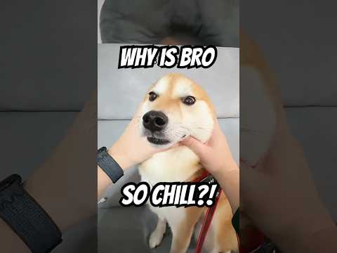 just chill bro… #cutenessoverload