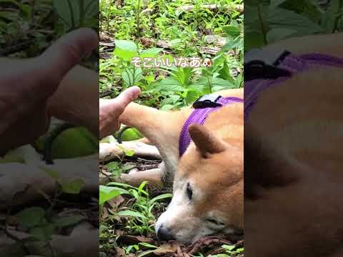 登山犬あおいの夏休み🤭