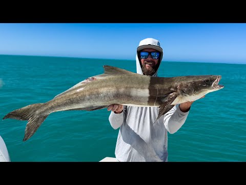 Rod & Reel Cobia | More Than We Need | Catch Clean Cook