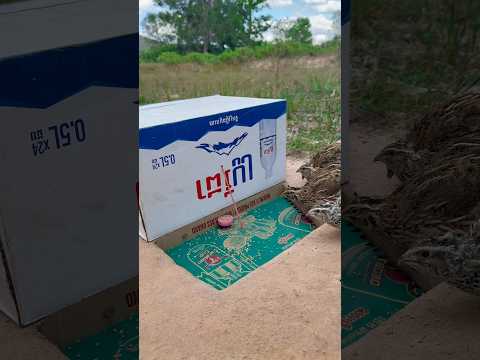 DIY Creative - Really Good Underground Quail Trap Using Cardboard Box #shortsvideo