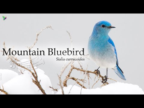 Mountain Bluebird Song [Sialia arctica] Sound of Nature