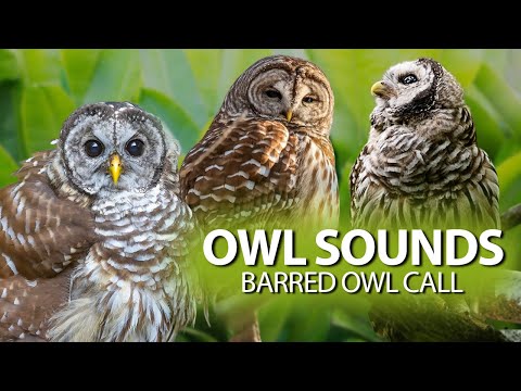 BARRED OWL Sounds🦉 - The call of the Barred Owl and also its song.