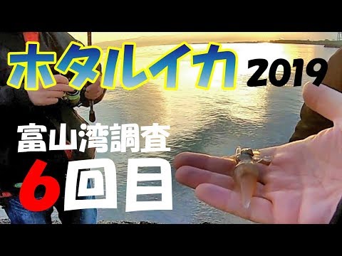 【ホタルイカ掬い】2019.3.26富山湾にてホタルイカ調査№6