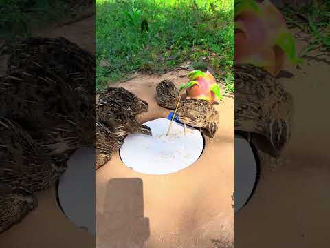 Really Good Quail Trap Using Dragon fruit And Paper