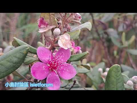 山稔又開花了 Rose myrtle mhp3823 may2024