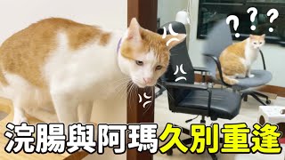 【黃阿瑪的後宮生活】浣腸與阿瑪久別重逢