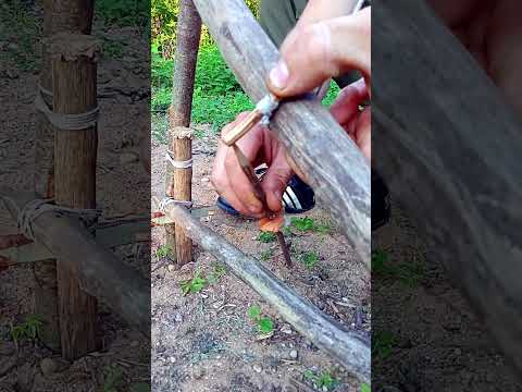 A PRIMITIVE TRAP IN FIVE MINUTES  #trap #survival #trapping #bushcraft #farming