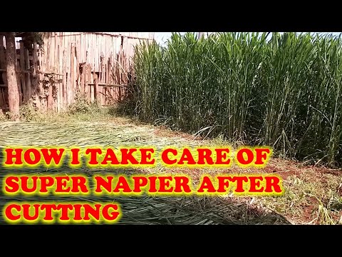 How i take care of super Napier after cutting