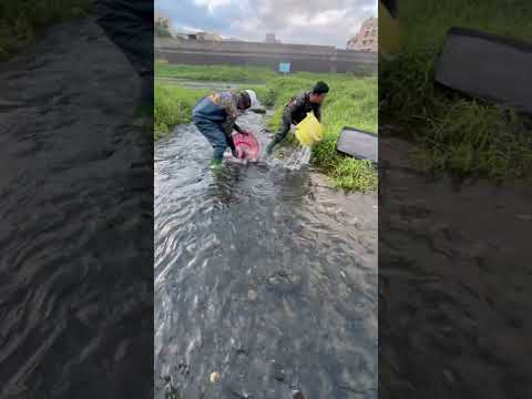 Big Carp going down from dam gate