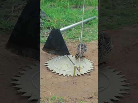 Really DIY Unique Effective Quail Trap Technique #shortvideo #ytshorts #animaltrap