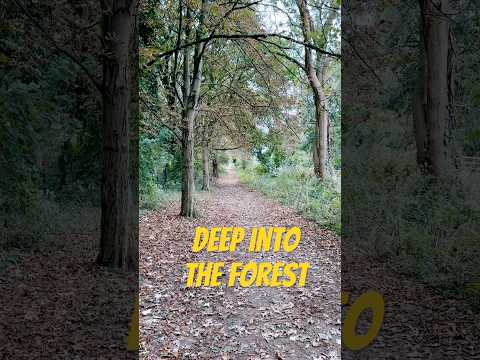 How to find serenity and calmness? #walking #walkingvideo #forest