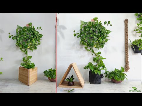 Amazing Money Plant Climbing Designs to Try in Your Home Decor | Indoor Money plant//GREEN PLANTS