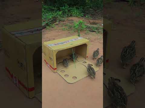 Sustainable Survival Traps : Easy Animal Traps Video With Quick Bird Trap #shorts #animaltrap #birds