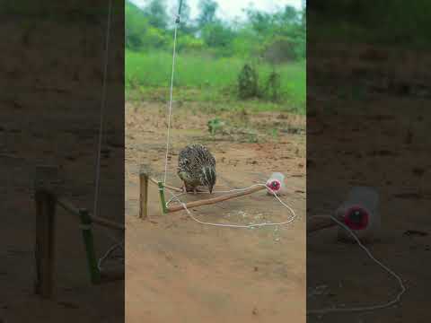 Build Quail Trap With Eyes Candy #youtubeshorts #shorts