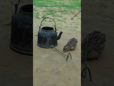 Best DIY Quail Traps Video #shortvideo #birds #techniqueuniquetrap #animaltrap #birdtrap #shorts