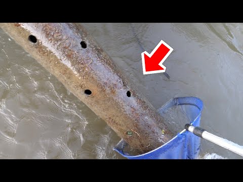 MAGICAL pipe with TONS of CATFISH【ENG SUB】