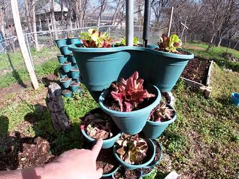 March Garden Update 2024