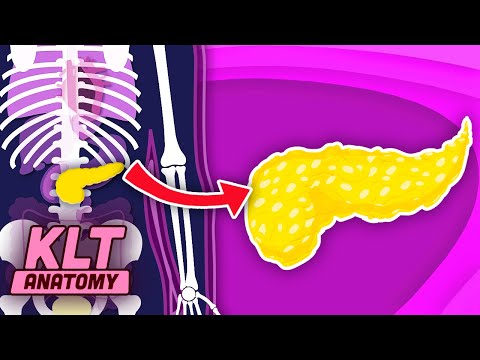 The Human Pancreas Song! | KLT Anatomy