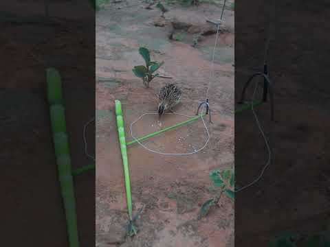 Pimitive Quail Trap DIY Creative #ytshorts #shortvideo #youtubeshorts