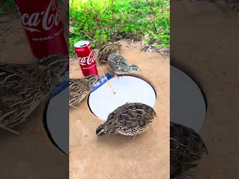 create amazing unique quail trap using paper