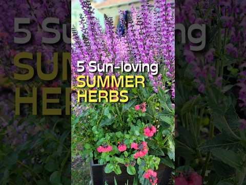 5 Herbs You Should Be Growing This Summer #shorts #herbs #garden