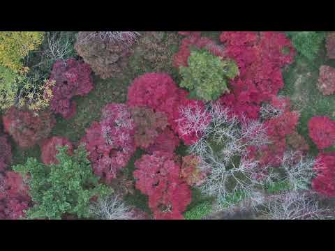 【DJI Mavic 3 Pro】20241119 京都府南丹市美山町樫原 大野ダム紅葉 4K