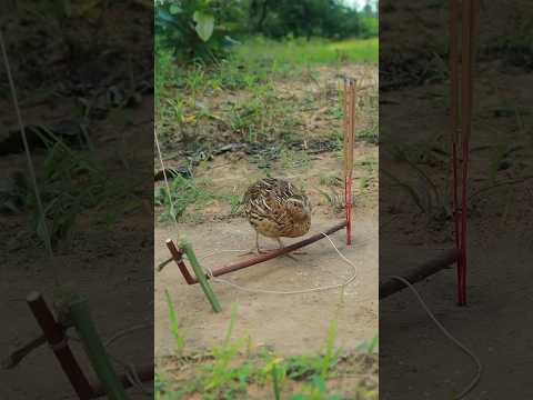 Most Effective Quail Trap Creativity #shortvideo #shortsviral #animaltrap