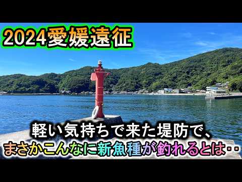 【愛媛遠征前編】釣り人生初の魚種が次々に釣れる、四国の堤防が最高に楽しかった