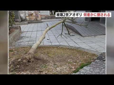 「想いがある樹木、大切に守って」袋町公園の被爆アオギリ二世　何者かに倒される　警察は器物損壊の疑いで捜査　広島