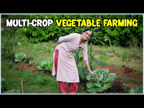 Multi-Crop Vegetable Cultivation | Integrated Farming System