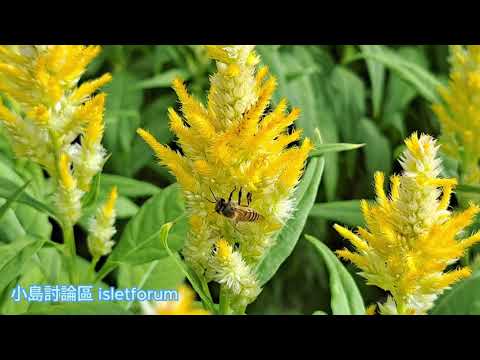 矮杆黃紅雞冠花 Dwarf yellow-red cockscomb mhp3880 jun2024