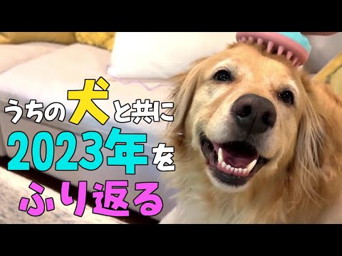 2023年総集編(コナ切り抜き)♪ゴールデンレトリーバーKira Kira USAまとめ