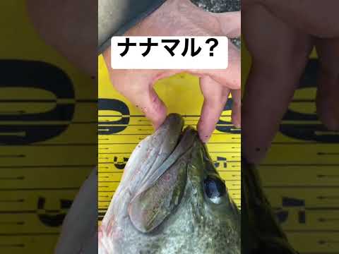 えっ？ #バスフィッシング #バス釣り #ブラックバス #デカバス #ロクマル #琵琶湖 #琵琶湖バス釣り#ナナマル